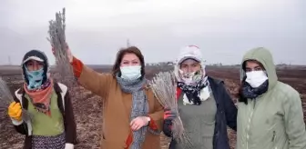 Derikli kadınlar, lavanta üreterek kazanacak