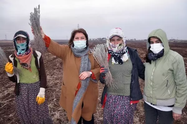 Derikli kadınlar, lavanta üreterek kazanacak Derikli kadınlar, lavanta üreterek kazanacak