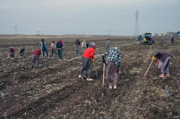 Derikli kadınlar, lavanta üreterek kazanacak Derikli kadınlar, lavanta üreterek kazanacak