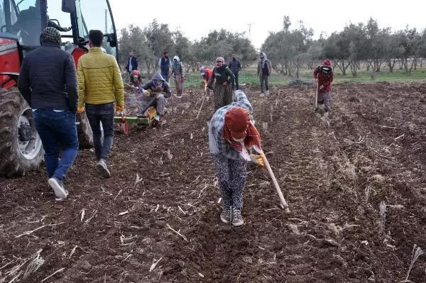 Derikli kadınlar, lavanta üreterek kazanacak Derikli kadınlar, lavanta üreterek kazanacak
