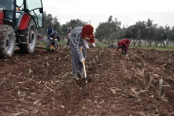 Derikli kadınlar, lavanta üreterek kazanacak Derikli kadınlar, lavanta üreterek kazanacak