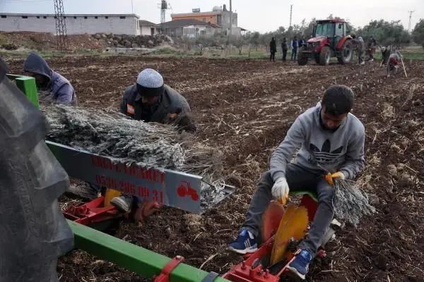 Derikli kadınlar, lavanta üreterek kazanacak Derikli kadınlar, lavanta üreterek kazanacak