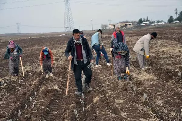 Derikli kadınlar, lavanta üreterek kazanacak Derikli kadınlar, lavanta üreterek kazanacak