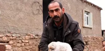 Diyarbakır'da, 6 bacaklı doğan kuzu ilgi odağı oldu