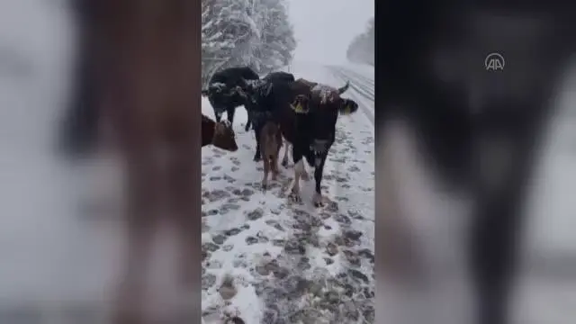 Donmak üzere olan buzağıyı otomobiline alarak kurtardı Donmak üzere olan buzağıyı otomobiline alarak kurtardı