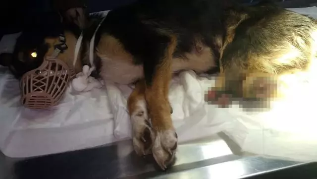 Bunun adı vahşet! Arka 2 bacağı kesilmiş yavru köpek bulundu Bunun adı vahşet! Arka 2 bacağı kesilmiş yavru köpek bulundu