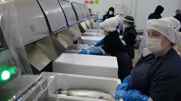 Japon sofralarında 'suşi' olan 'Karadeniz somonu geçen yıl ülkeye 23,7 milyon dolar kazandırdı Japon sofralarında 'suşi' olan 'Karadeniz somonu geçen yıl ülkeye 23,7 milyon dolar kazandırdı