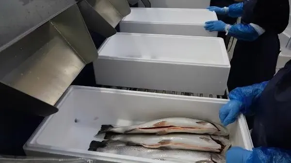 Japon sofralarında 'suşi' olan 'Karadeniz somonu geçen yıl ülkeye 23,7 milyon dolar kazandırdı Japon sofralarında 'suşi' olan 'Karadeniz somonu geçen yıl ülkeye 23,7 milyon dolar kazandırdı