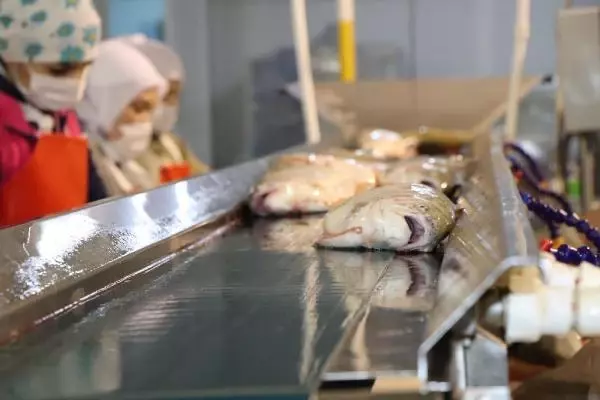 Japon sofralarında 'suşi' olan 'Karadeniz somonu geçen yıl ülkeye 23,7 milyon dolar kazandırdı Japon sofralarında 'suşi' olan 'Karadeniz somonu geçen yıl ülkeye 23,7 milyon dolar kazandırdı