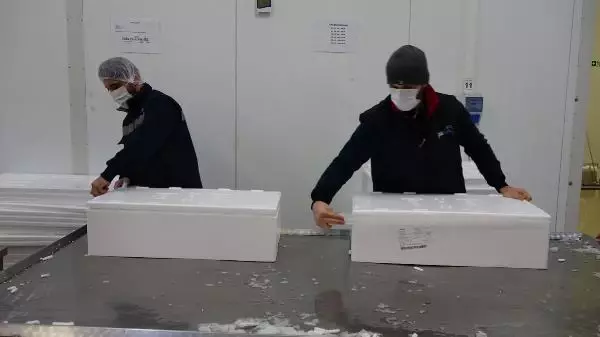 Japon sofralarında 'suşi' olan 'Karadeniz somonu geçen yıl ülkeye 23,7 milyon dolar kazandırdı Japon sofralarında 'suşi' olan 'Karadeniz somonu geçen yıl ülkeye 23,7 milyon dolar kazandırdı