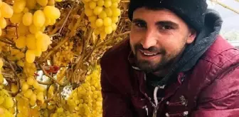 Kar altında üzüm hasadı yaptı