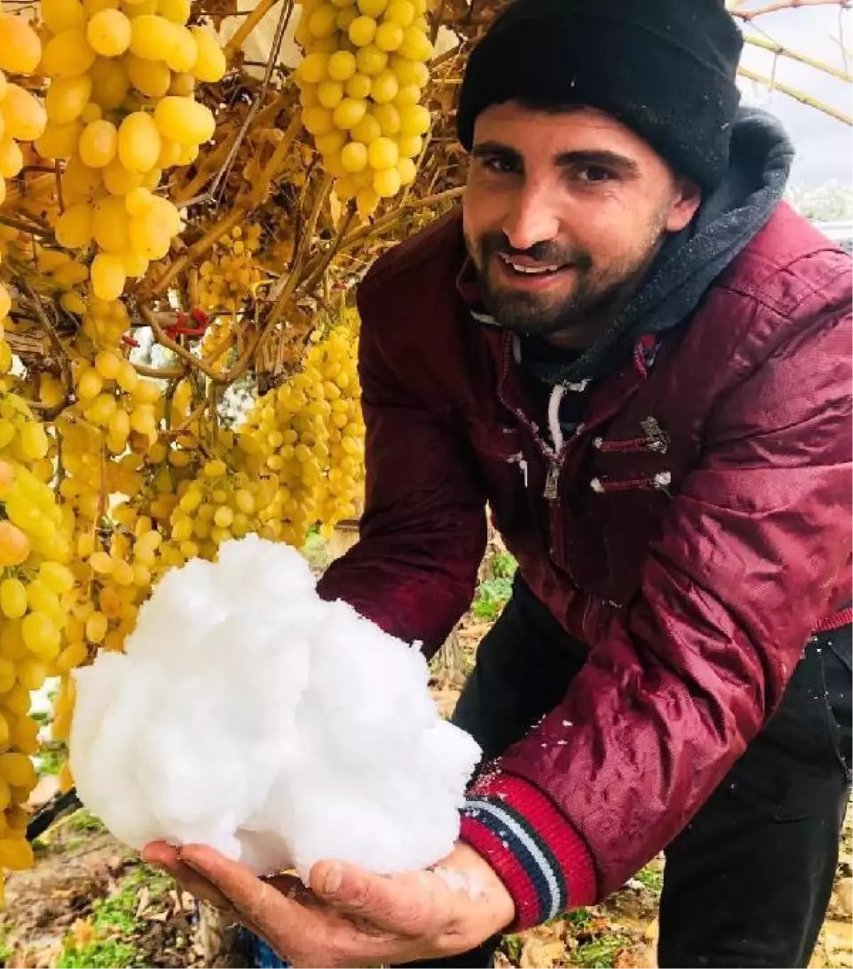 Kar altında üzüm hasadı yaptı