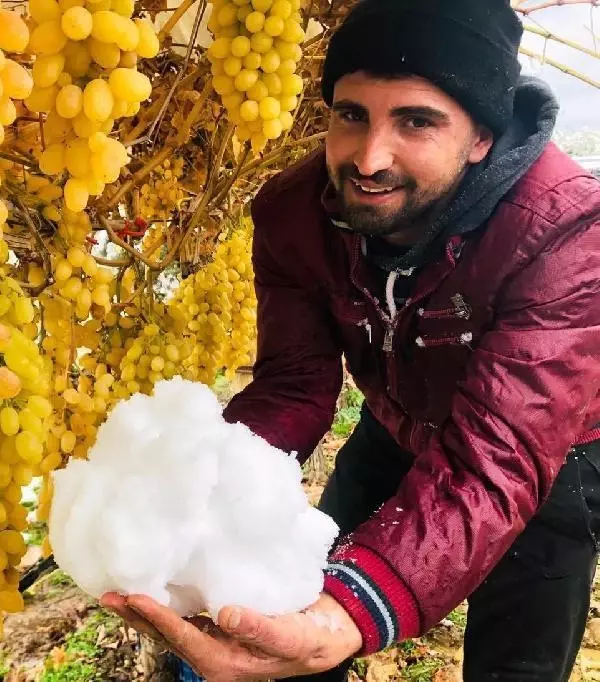 Kar altında üzüm hasadı yaptı Kar altında üzüm hasadı yaptı