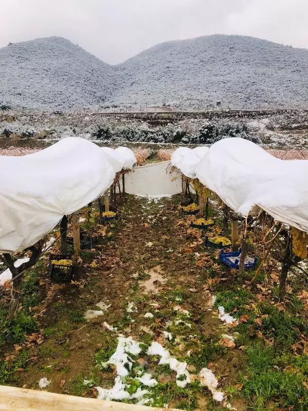 Kar altında üzüm hasadı yaptı Kar altında üzüm hasadı yaptı