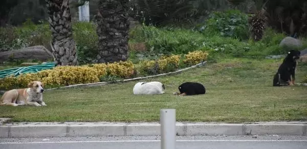 Sokak köpeklerinin saldırısından kaçmak isteyen kadın çareyi denize atlamakta buldu Sokak köpeklerinin saldırısından kaçmak isteyen kadın çareyi denize atlamakta buldu