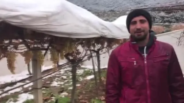 Sarıgöllü üzüm üreticisi, örtü altında tuttuğu taze üzümleri hasat etti Sarıgöllü üzüm üreticisi, örtü altında tuttuğu taze üzümleri hasat etti