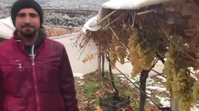 Sarıgöllü üzüm üreticisi, örtü altında tuttuğu taze üzümleri hasat etti Sarıgöllü üzüm üreticisi, örtü altında tuttuğu taze üzümleri hasat etti