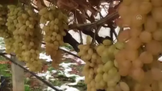 Sarıgöllü üzüm üreticisi, örtü altında tuttuğu taze üzümleri hasat etti Sarıgöllü üzüm üreticisi, örtü altında tuttuğu taze üzümleri hasat etti