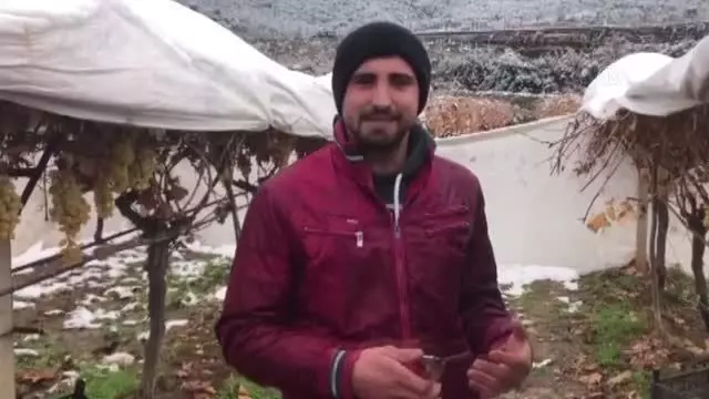 Sarıgöllü üzüm üreticisi, örtü altında tuttuğu taze üzümleri hasat etti Sarıgöllü üzüm üreticisi, örtü altında tuttuğu taze üzümleri hasat etti