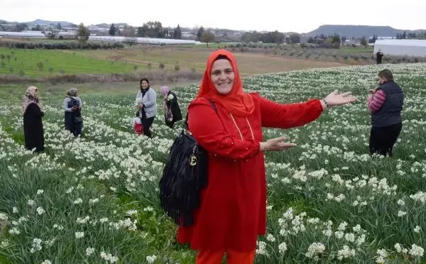 Tarladaki nergisler güzelliğiyle hayran bıraktı Tarladaki nergisler güzelliğiyle hayran bıraktı