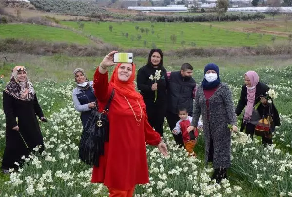 Tarladaki nergisler güzelliğiyle hayran bıraktı Tarladaki nergisler güzelliğiyle hayran bıraktı