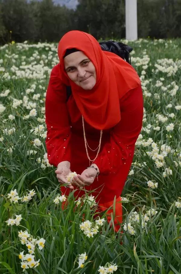 Tarladaki nergisler güzelliğiyle hayran bıraktı Tarladaki nergisler güzelliğiyle hayran bıraktı