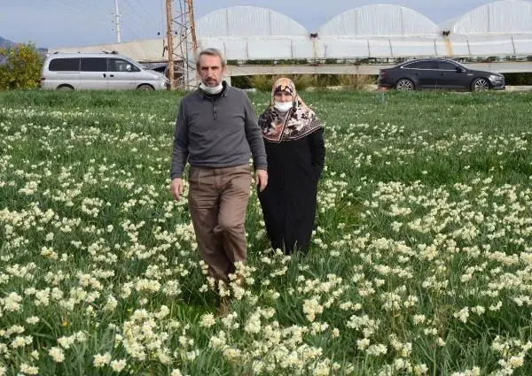 Tarladaki nergisler güzelliğiyle hayran bıraktı Tarladaki nergisler güzelliğiyle hayran bıraktı