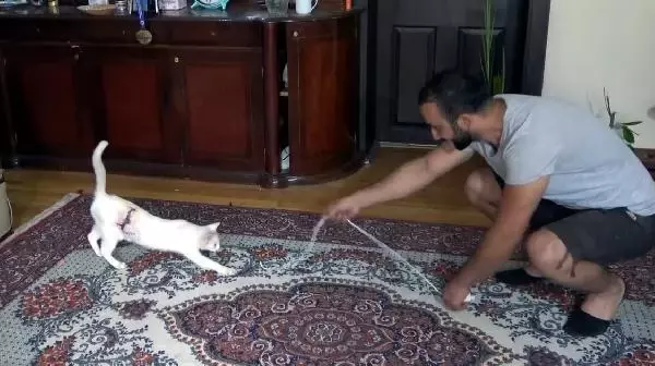 Yaralı kedinin iyileşmesi için 3 gün başında bekledi Yaralı kedinin iyileşmesi için 3 gün başında bekledi