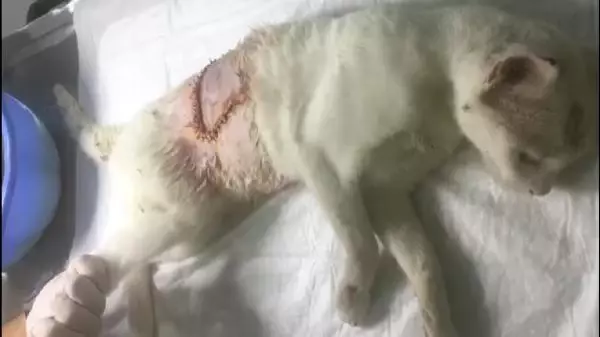 Yaralı kedinin iyileşmesi için 3 gün başında bekledi Yaralı kedinin iyileşmesi için 3 gün başında bekledi