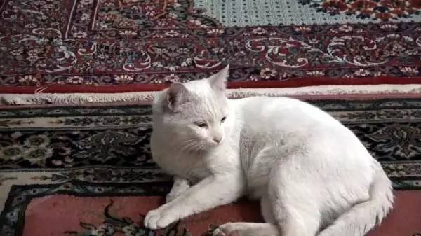 Yaralı kedinin iyileşmesi için 3 gün başında bekledi Yaralı kedinin iyileşmesi için 3 gün başında bekledi