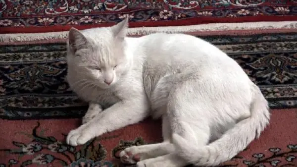 Yaralı kedinin iyileşmesi için 3 gün başında bekledi Yaralı kedinin iyileşmesi için 3 gün başında bekledi