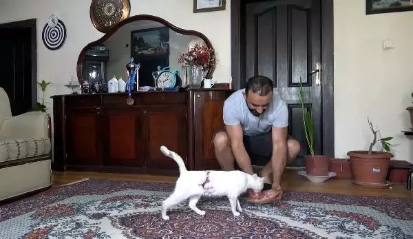 Yaralı kedinin iyileşmesi için 3 gün başında bekledi Yaralı kedinin iyileşmesi için 3 gün başında bekledi