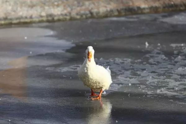 Ankara'da göller ve havuzlar buz tuttu Ankara'da göller ve havuzlar buz tuttu