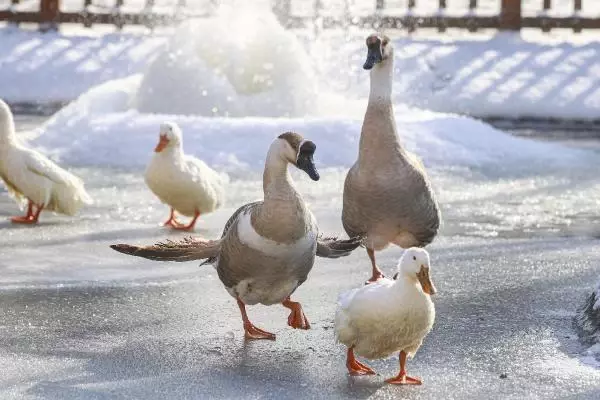 Ankara'da göller ve havuzlar buz tuttu Ankara'da göller ve havuzlar buz tuttu