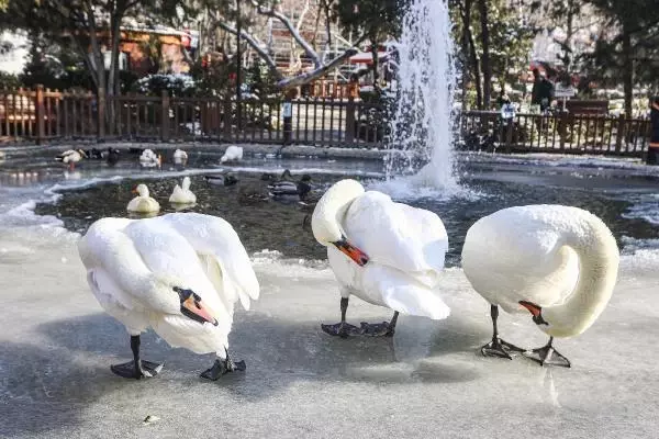 Ankara'da göller ve havuzlar buz tuttu Ankara'da göller ve havuzlar buz tuttu