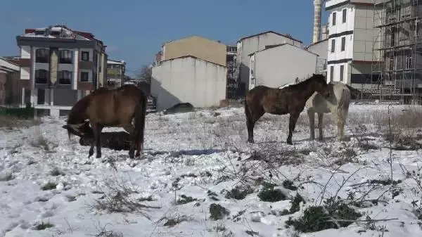 Arnavutköy'de sahipsiz atlar yürekleri burktu