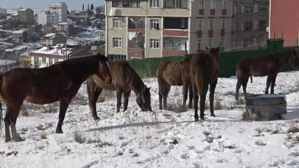 Arnavutköy'de sahipsiz atlar yürekleri burktu