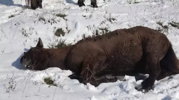 Arnavutköy'de sahipsiz atlar yürekleri burktu