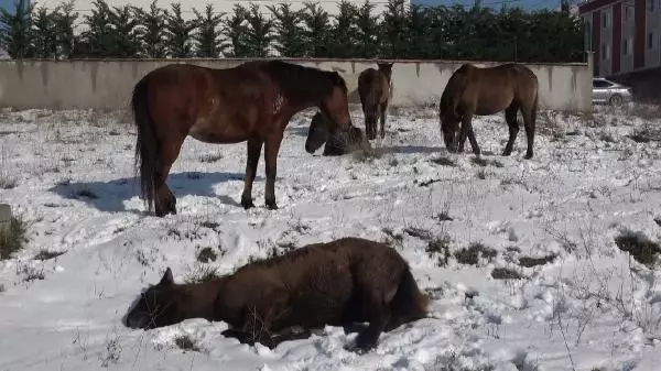 Arnavutköy'de sahipsiz atlar yürekleri burktu
