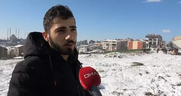 Arnavutköy'de sahipsiz atlar yürekleri burktu