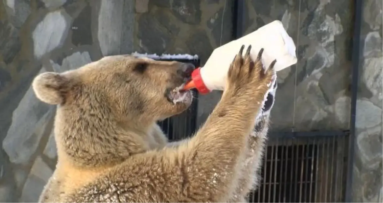 Bozayı ve kurdun kar eğlencesi