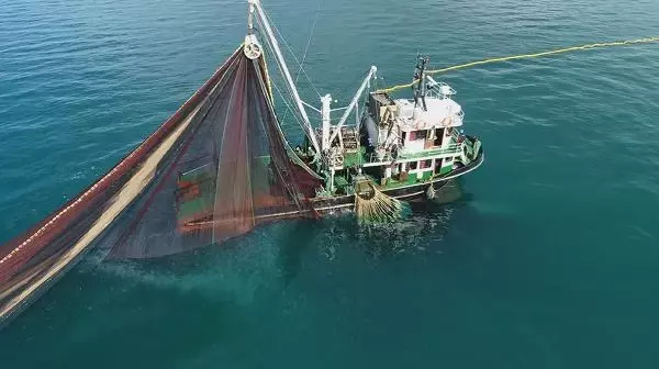 'Hamsi avı yasağı sezon sonuna kadar uzatılsın' çağrısı 'Hamsi avı yasağı sezon sonuna kadar uzatılsın' çağrısı