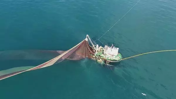 'Hamsi avı yasağı sezon sonuna kadar uzatılsın' çağrısı 'Hamsi avı yasağı sezon sonuna kadar uzatılsın' çağrısı