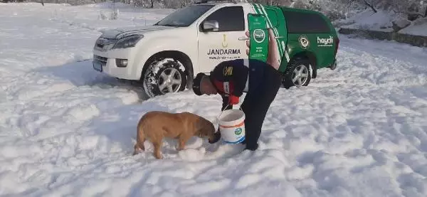 Son dakika haberi! Jandarma ekipleri, sokak hayvanlarını unutmadı Son dakika haberi! Jandarma ekipleri, sokak hayvanlarını unutmadı