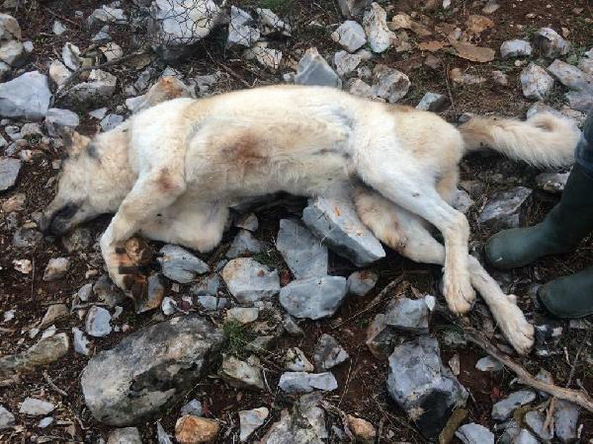 Köpeğini 'fazla ekmek yiyor' diye öldürdü, bin 33 lira ceza kesildi