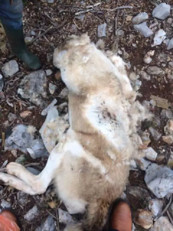 Köpeğini �fazla ekmek yiyor� diye öldürdü, bin 33 lira ceza kesildi
