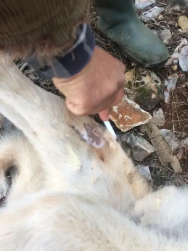 Köpeğini �fazla ekmek yiyor� diye öldürdü, bin 33 lira ceza kesildi