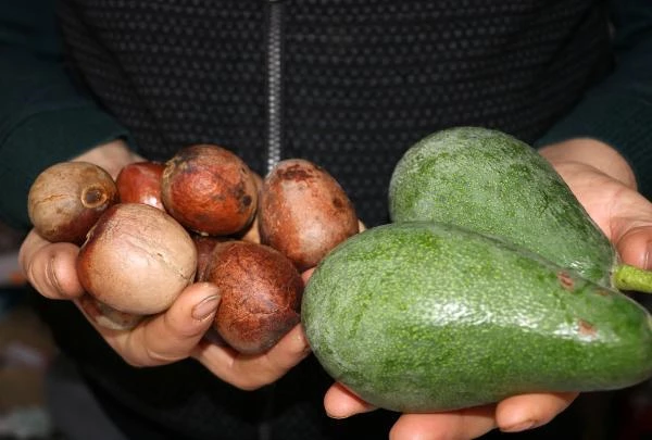 Alanya'da avokado çekirdeği alışveriş aracı oldu! Adet başı 1 lira sayılıyor