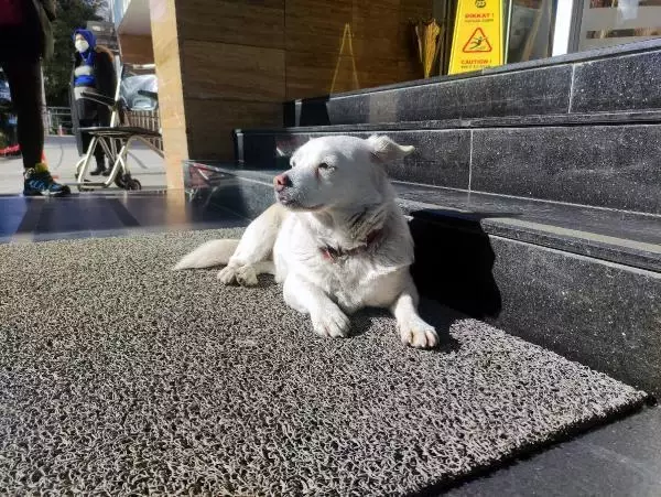 Hastane kapısından bir an olsun ayrılmadı! Vefalı köpek günlerce tedavi gören sahibini bekledi Hastane kapısından bir an olsun ayrılmadı! Vefalı köpek günlerce tedavi gören sahibini bekledi