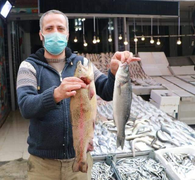 Sahtekarlar bu kez fiyatıyla cep yakan balığa sardı! Balıklara tartıda ağır gelsin diye olta kurşunu yutturuyorlar Sahtekarlar bu kez fiyatıyla cep yakan balığa sardı! Balıklara tartıda ağır gelsin diye olta kurşunu yutturuyorlar